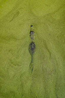 Aerial image of an alligator lurking in a swamp, United States of America Aerial image of an alligator lurking in a swamp, United States of America