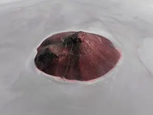 Aerial image showing a cone shaped rock formation in the middle of Island Lagoon salt lake, South Australia, Australia