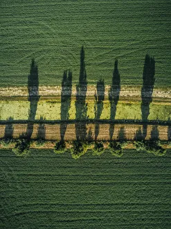Aerial shot of tree shadows in an agricultural field, Tuscany, Italy Aerial shot of tree shadows in an agricultural field, Tuscany, Italy