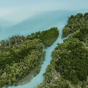 Images Dated 25th November 2015: Aerial shot of tropical mangrove