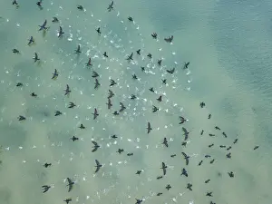 Water Surface Prints: Aerial view of birds flying