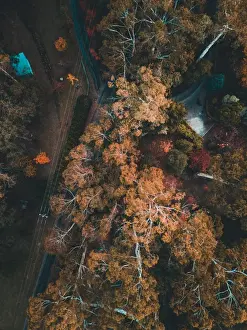 Aerial view of colourful trees with a lake in autumn, Victoria, Australia