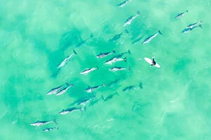 Images Dated 2019 August: Aerial view of a Large pod of Dolphins with a surfer swimming in the ocean