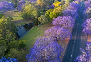 Stunning Jacaranda Trees Collection: Aerial view point over purple jacaranda trees with a road