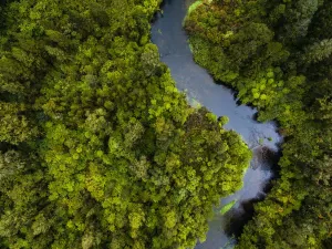 Images Dated 2017 October: Aerial view of river flowing through dense forest