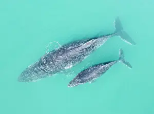 Aerial viewpoint of large Humpback whale and baby calf swimming in Blue ocean water