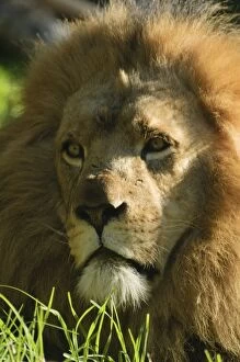 Images Dated 28th September 2014: African Lion