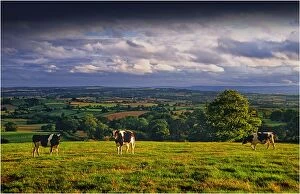 Images Dated 30th December 2012: Afternoon light in the rolling countryside of Hampshire, England