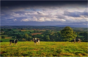 Afternoon light in the rolling countryside of Hampshire, England Afternoon light in the rolling countryside of Hampshire, England