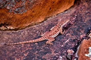 Images Dated 12th February 2016: Agama in Gawler Ranges, South Australia