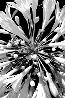Flower And Plant Prints: Agapantha Flower image taken from a different angle producing a more graphic