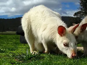 Albino Bennetts Wallaby