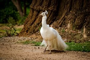 Images Dated 3rd December 2015: Albino Peacock
