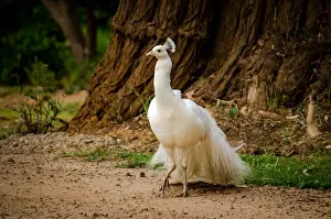 Austrailia Prints: Albino Peacock
