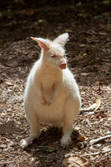 Images Dated 27th March 2013: Albino wallaby