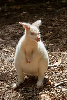 Alertness Prints: Albino wallaby