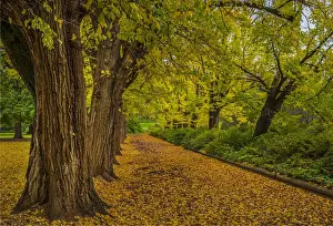 Formal Garden Prints: Albury botanical gardens in Autumn, New South Wales, Australia