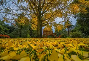Formal Garden Prints: Albury botanical gardens in Autumn, New South Wales, Australia