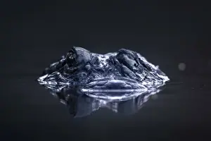 Alligator floating with just eyes and nose above surface of still lake