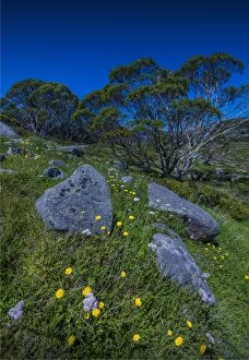 Images Dated 21st January 2017: Alpine scenery near Falls creek in the mountainous region of north east Victoria, Australia