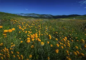Images Dated 21st January 2017: Alpine scenery near Falls creek in the mountainous region of north east Victoria
