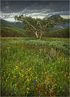 Alpine Summer in the High Country near Mansfield, Victoria