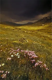 European Alps Prints: An Alpine view, Snowy Mountains, New South Wales, Australia