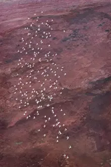Bird Prints: Amazing Vertical of Flamingo in Flight Against Pink Landscape at Lake Magadi, Kenya