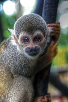 Images Dated 22nd May 2011: Amazon small monkey looking at camera close up