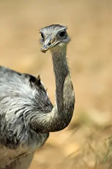 Alertness Prints: American rhea