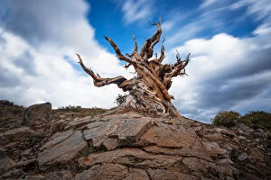 Images Dated 15th September 2014: Ancient Bristlecone Pine Forest