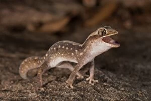 Gecko Collection: Angry Gecko 1