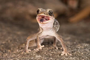 Images Dated 1st May 2016: Angry Gecko