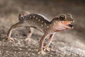 Images Dated 1st May 2016: Angry Gecko 3