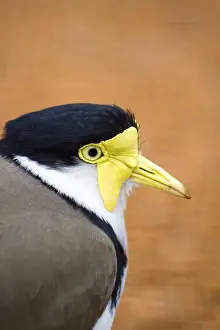 Animal Eye Contact
