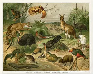 Animals in Australia Tasmania and New Zealand 1896