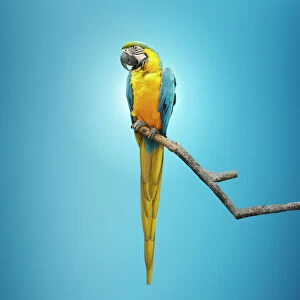 Colin Anderson Collection: animals, beauty, beauty in nature, bird, blue background, branch, close up, color image