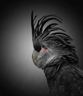 Colin Anderson Collection: animals, beauty, beauty in nature, bird, black, black background, close up, color image
