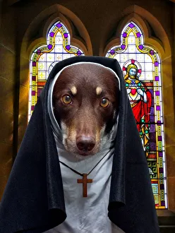 <b class=qtipBold><figcaption>Animals in Hats</figcaption></b><br>Animals in hats- an Australian Kelpie wearing a nuns habit with church windows in the background Animals in Hats