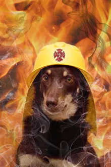 <b class=qtipBold><figcaption>Animals in Hats</figcaption></b><br>Pets in hats- an Australian Kelpie wearing a fire fighters helmet surrounded by fire and smoke Animals in Hats