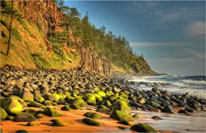 Pinaceae Prints: Anson Bay Light