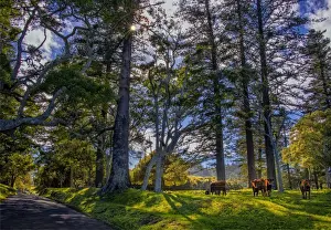 Domestic Cattle Prints: Anson bay road