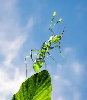 Colin Anderson Prints: Ant