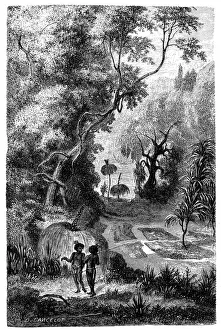 Seed Prints: Antique illustration of Australian jungle