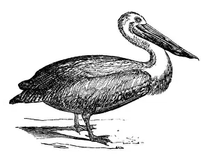 Classical Style Prints: Antique illustration of Australian Pelican (Pelecanus conspicillatus)