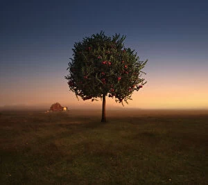 Images Dated 13th May 2014: Apple tree growing in rural field