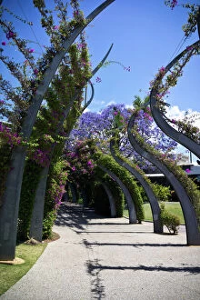 Stunning Jacaranda Trees Collection: The Arbour, Brisbane