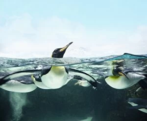 Colin Anderson Collection: arctic penguins