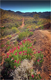Beautiful Australian Wildflowers Collection: Arkaroola, an area in the northern flinders Ranges of South Australia