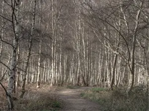 1970 1979 Prints: Arne forest Dorset England